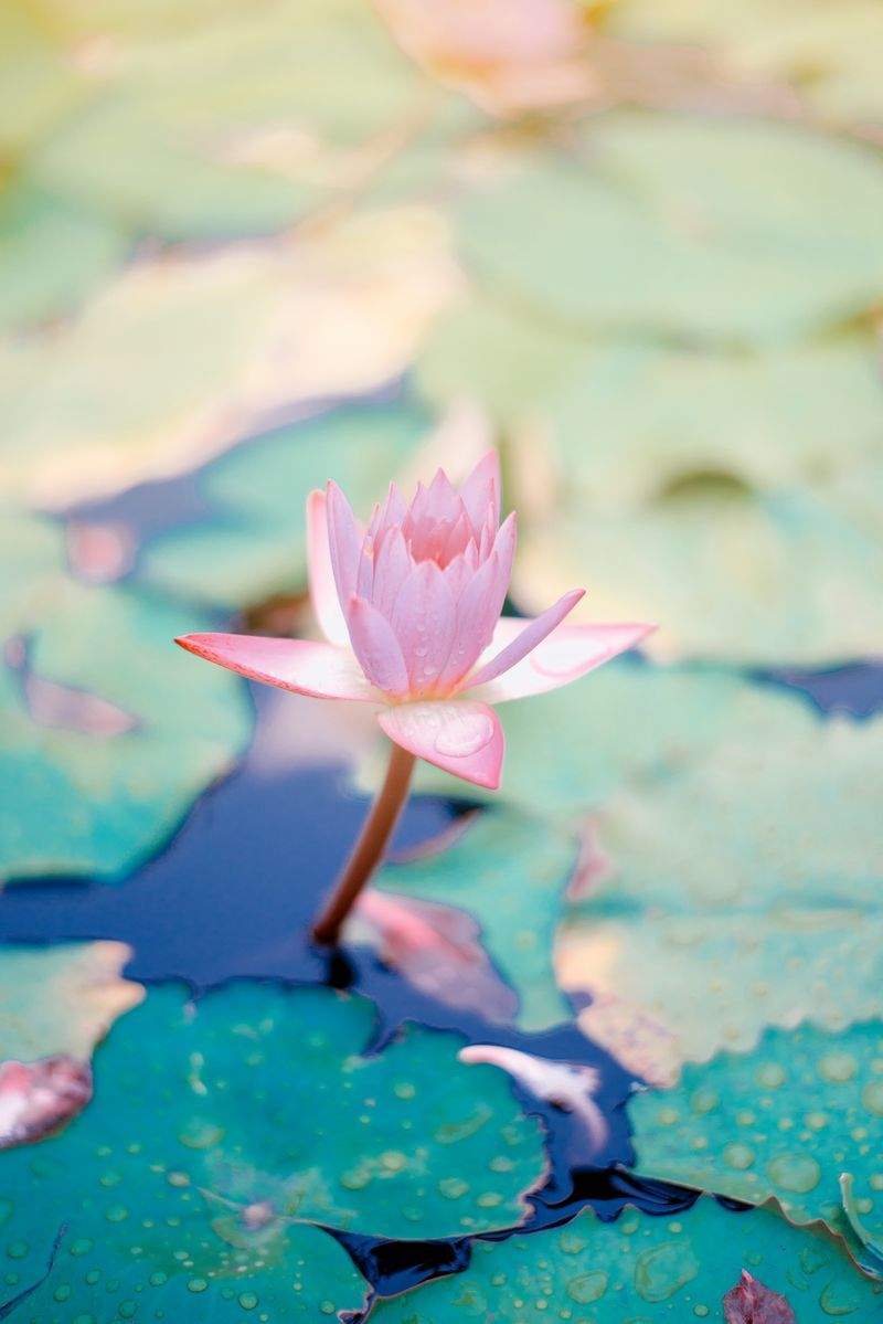 Harmoni Yoga Center - Image 3